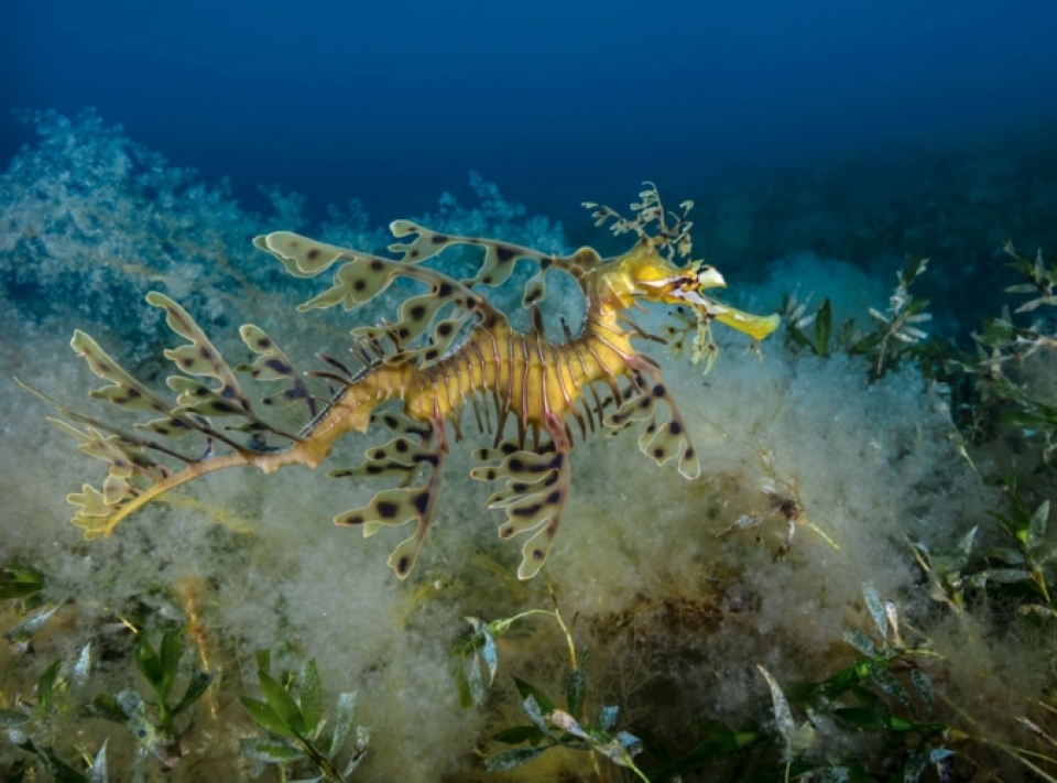 nhung buc anh tuyet dep ve dong vat duoi long dai duong xanh