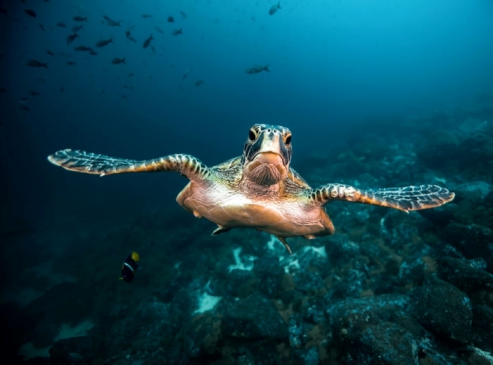 nhung buc anh tuyet dep ve dong vat duoi long dai duong xanh