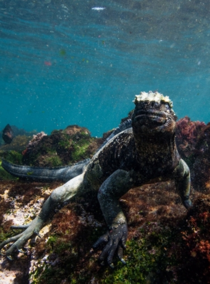 nhung buc anh tuyet dep ve dong vat duoi long dai duong xanh