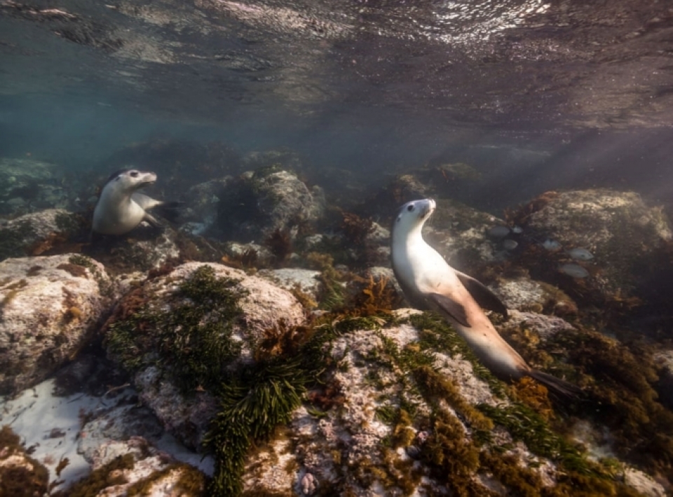 nhung buc anh tuyet dep ve dong vat duoi long dai duong xanh