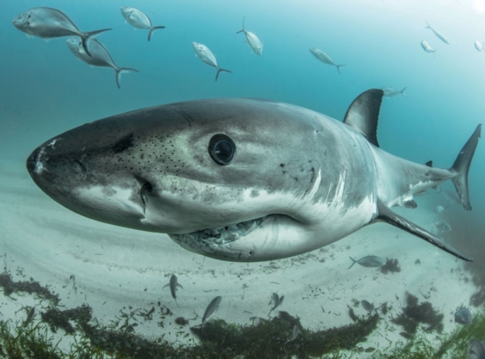 nhung buc anh tuyet dep ve dong vat duoi long dai duong xanh