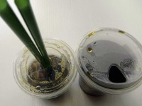 xuat khau cua han quoc tiep tuc khoi sac