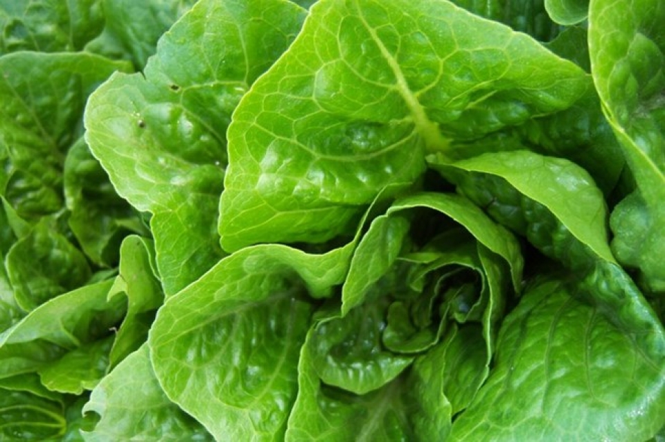 my rau diep nhiem khuan ecoli duoc trong o california