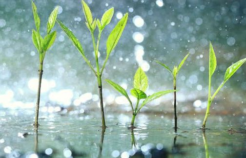 Phát hiện mới: Thực vật biết… 'hoảng loạn' khi trời mưa to