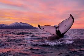 nhung dieu ky la o noi mat troi khong he lan suot 2 thang