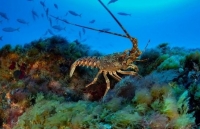 xon xao sinh vat bien ky la bi bat o new york