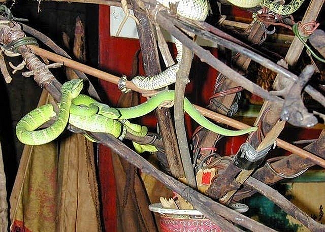 malaysia ngoi den linh thieng toan ran doc bo lom ngom tu phia