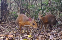 loai thu mo vit doc dao o australia ben bo tuyet chung