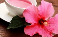 Phát hiện mới về khả năng chữa ung thư vú của hoa dâm bụt