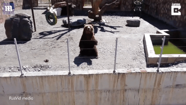 Ngộ nghĩnh gấu vẫy tay chào đáp từ khách tham quan tại vườn thú ở Nga video gau vay tay chao dap tu khach tham quan tai vuon thu o nga hut nguoi xem