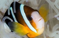 'Siêu năng lực' giúp cá hề có thể nhìn thấy tia UV