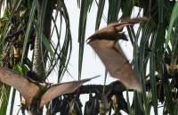 cau chuyen xuc dong ve nguoi dan ong cuu tinh tinh bi bo roi