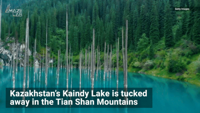 khu rung cay moc nguoc duoi long ho nuoc ky la