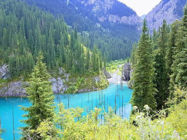 khu rung cay moc nguoc duoi long ho nuoc ky la