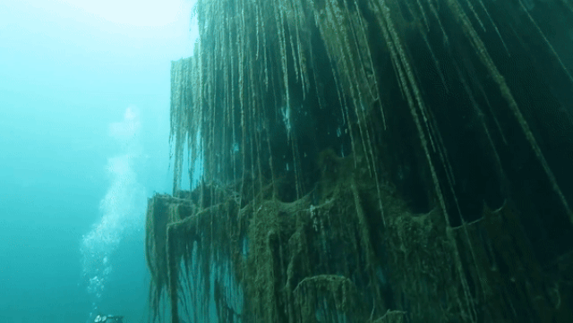 khu rung cay moc nguoc duoi long ho nuoc ky la