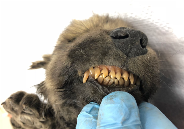 sinh vat bi an 18000 nam tuoi khien cac nha khoa hoc dau dau