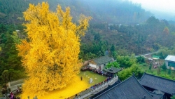 Trung Quốc: Cây cổ thụ hơn 1.400 năm 'nhuộm vàng rực' sân chùa, thu hút 70.000 khách/ngày