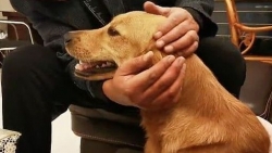 Chú chó trung thành đi bộ 100km để tìm trở về nhà chủ cũ