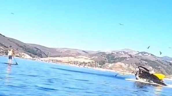 Thót tim khoảnh khắc cá voi lưng gù với 2 người phụ nữ