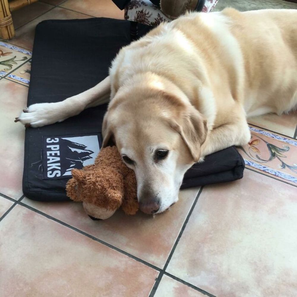 tan chay voi tinh than cua cac loai dong vat voi gau bong