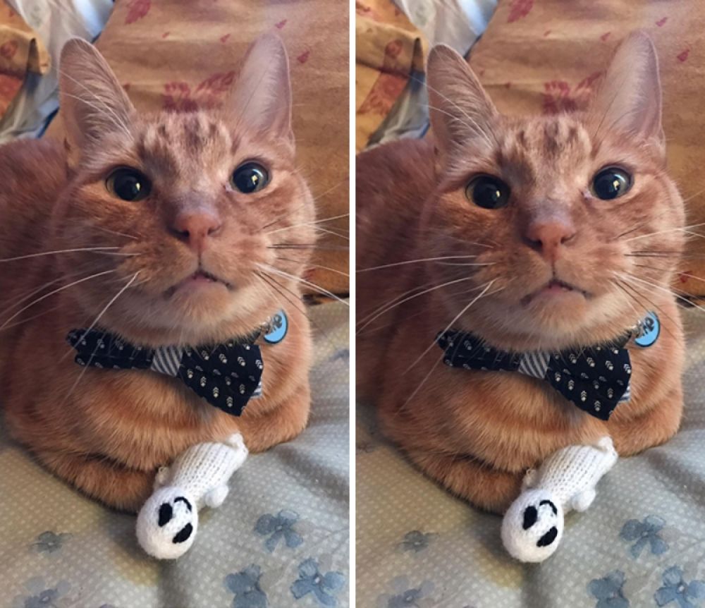 tan chay voi tinh than cua cac loai dong vat voi gau bong