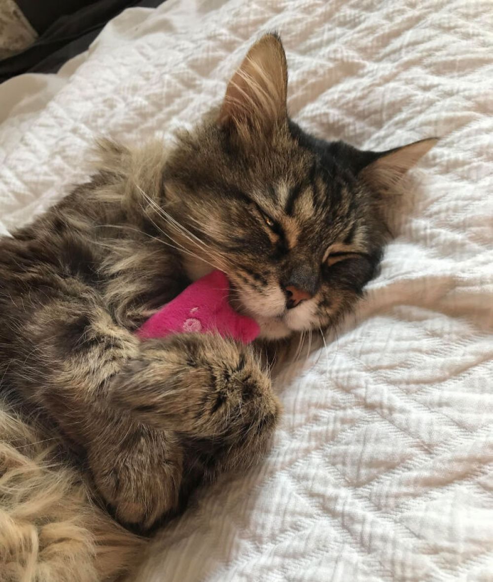 tan chay voi tinh than cua cac loai dong vat voi gau bong