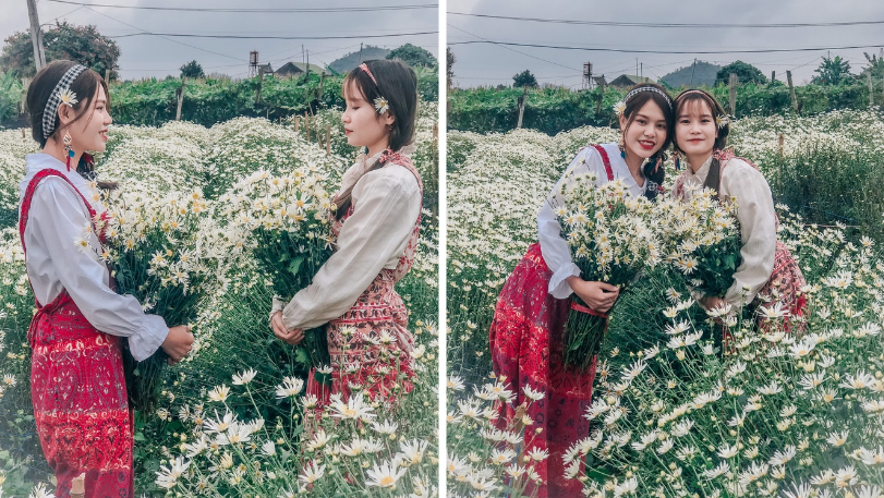 ngan ngo ngam canh dong cuc hoa mi giua cao nguyen moc chau