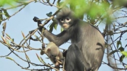 Myanmar: Phát hiện loài linh trưởng mới, có nguy cơ tuyệt chủng