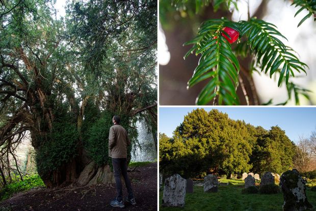 Cây cổ đại cao gần 17 m 'chuyển giới' sau 3.000 năm