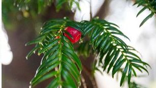 Cây cổ đại cao gần 17 m 'chuyển giới' sau 3.000 năm