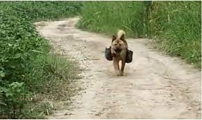 Trung Quốc: Chú chó mục đồng hàng ngày tự mang cơm ra đồng cho ông chủ