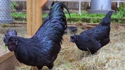 Indonesia: Giống gà đen quý hiếm đem tới may mắn và thịnh vượng