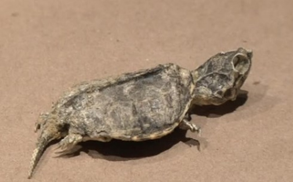 phat hien hoa thach rua 65 trieu nam tuoi o mexico