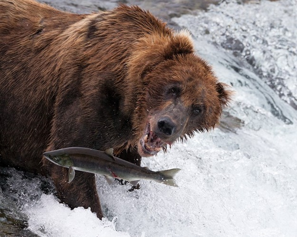 nhung buc anh dep nhat ve dong vat doat giai thuong cua bes