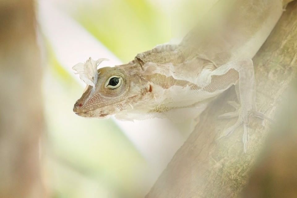 nhung buc anh dep nhat ve dong vat doat giai thuong cua bes