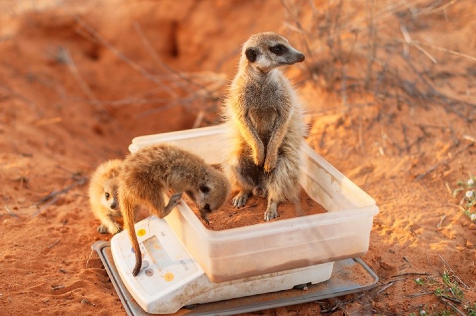 nhung buc anh dep nhat ve dong vat doat giai thuong cua bes