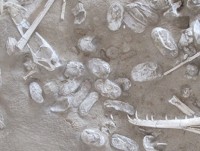 Trung Quốc: Phát hiện hơn 200 hóa thạch trứng thằn lằn bay