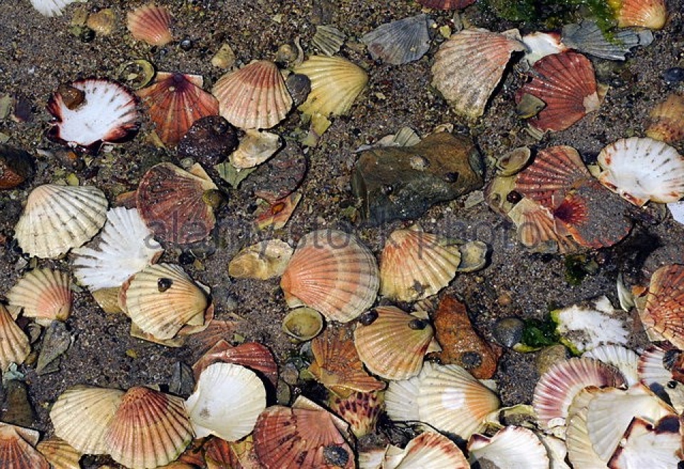 loai so saint jacques so huu kinh vien vong dac biet