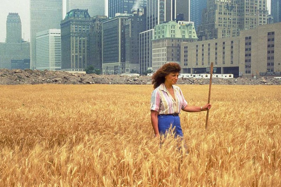 new york bat ngo ve canh dong lua ngay giua thanh pho