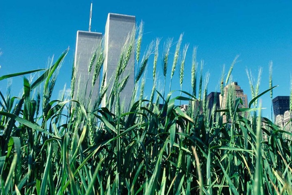 new york bat ngo ve canh dong lua ngay giua thanh pho