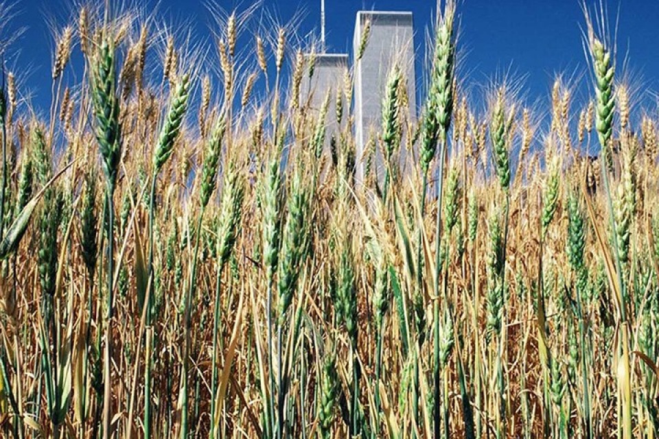 new york bat ngo ve canh dong lua ngay giua thanh pho