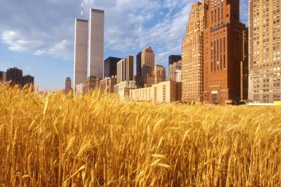 new york bat ngo ve canh dong lua ngay giua thanh pho