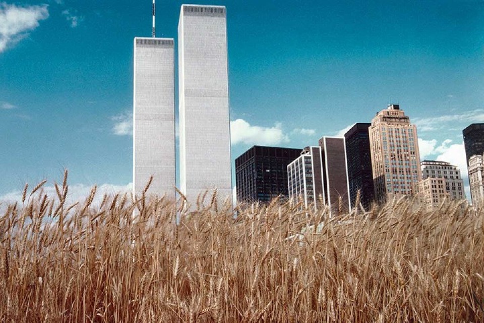 new york bat ngo ve canh dong lua ngay giua thanh pho