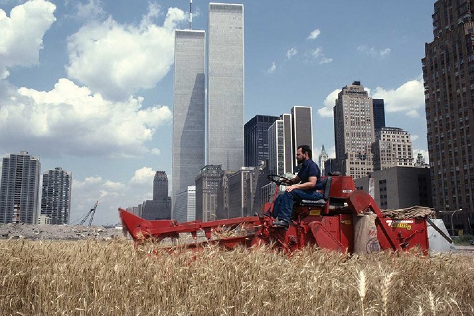new york bat ngo ve canh dong lua ngay giua thanh pho