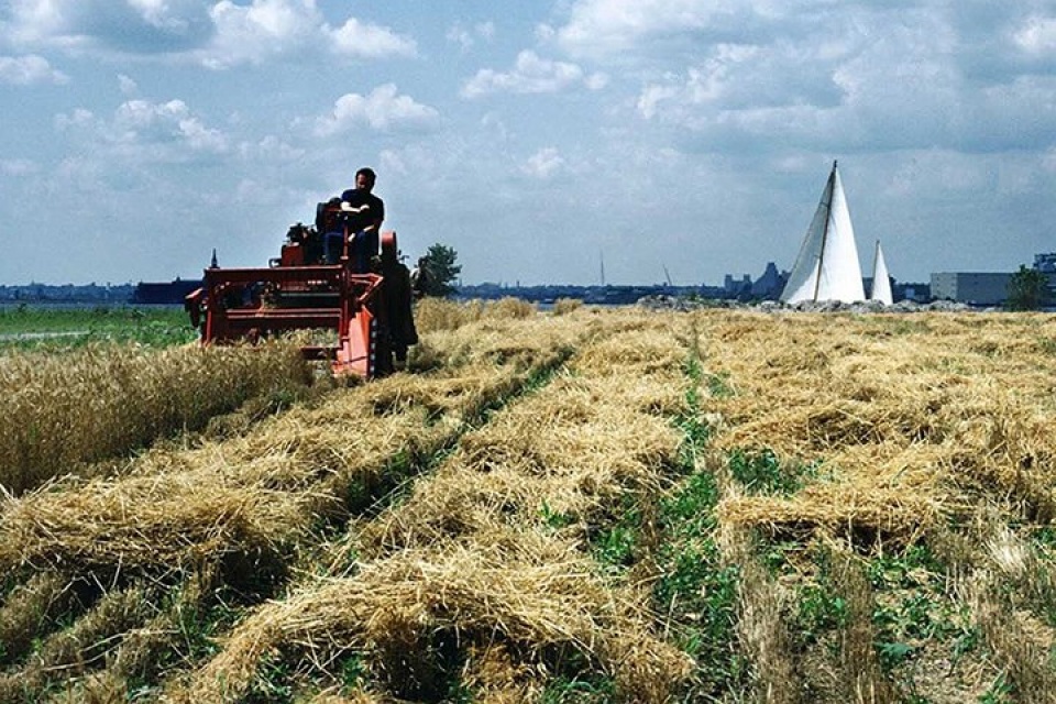 new york bat ngo ve canh dong lua ngay giua thanh pho