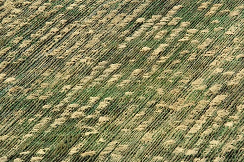 new york bat ngo ve canh dong lua ngay giua thanh pho