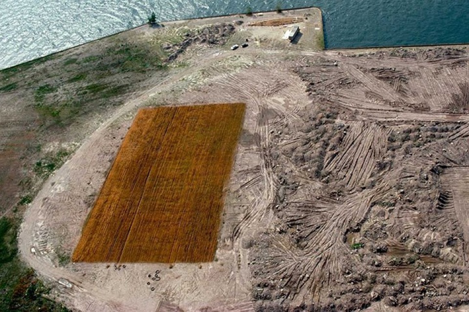 new york bat ngo ve canh dong lua ngay giua thanh pho