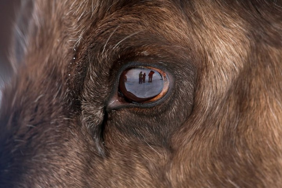 Cận cảnh đàn tuần lộc chăn thả tự do duy nhất ở Vương quốc Anh can canh dan tuan loc chan tha tu do duy nhat o vuong quoc anh