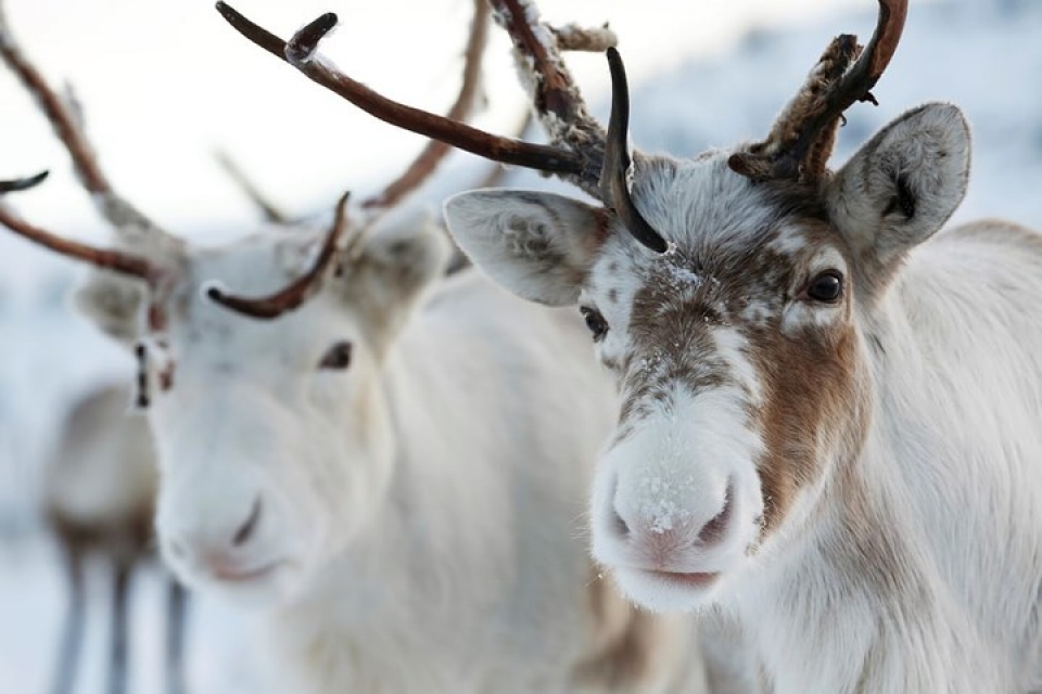 Cận cảnh đàn tuần lộc chăn thả tự do duy nhất ở Vương quốc Anh can canh dan tuan loc chan tha tu do duy nhat o vuong quoc anh