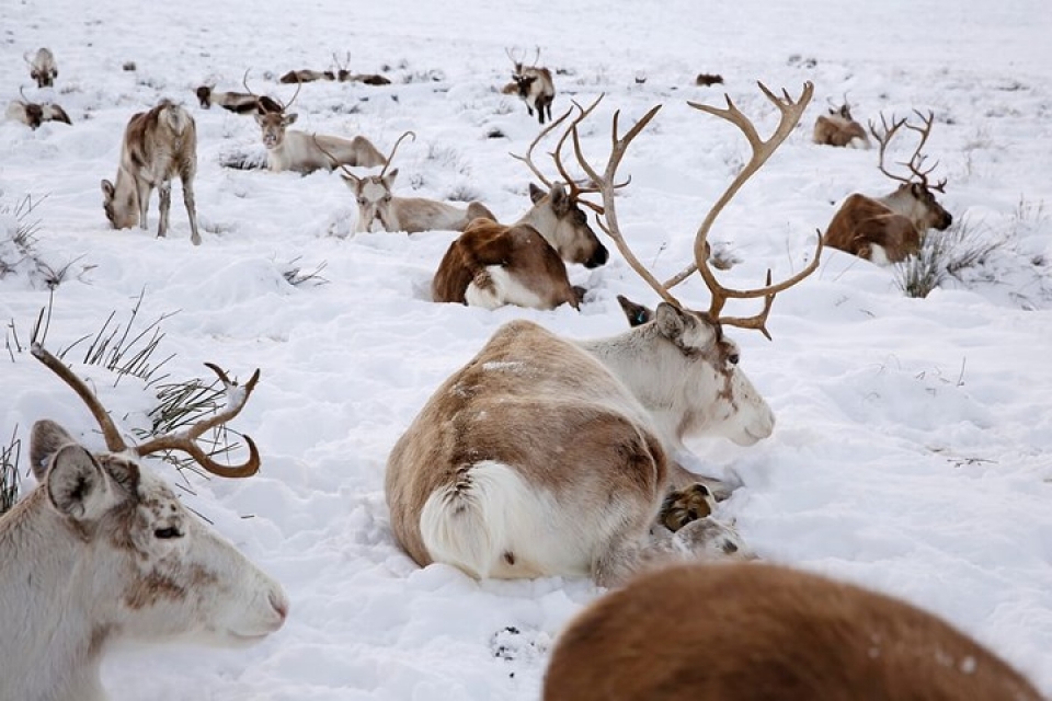 Cận cảnh đàn tuần lộc chăn thả tự do duy nhất ở Vương quốc Anh can canh dan tuan loc chan tha tu do duy nhat o vuong quoc anh